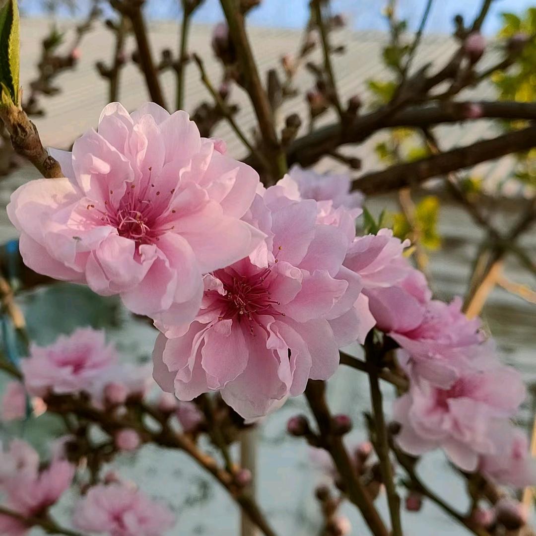 彩云飞舞