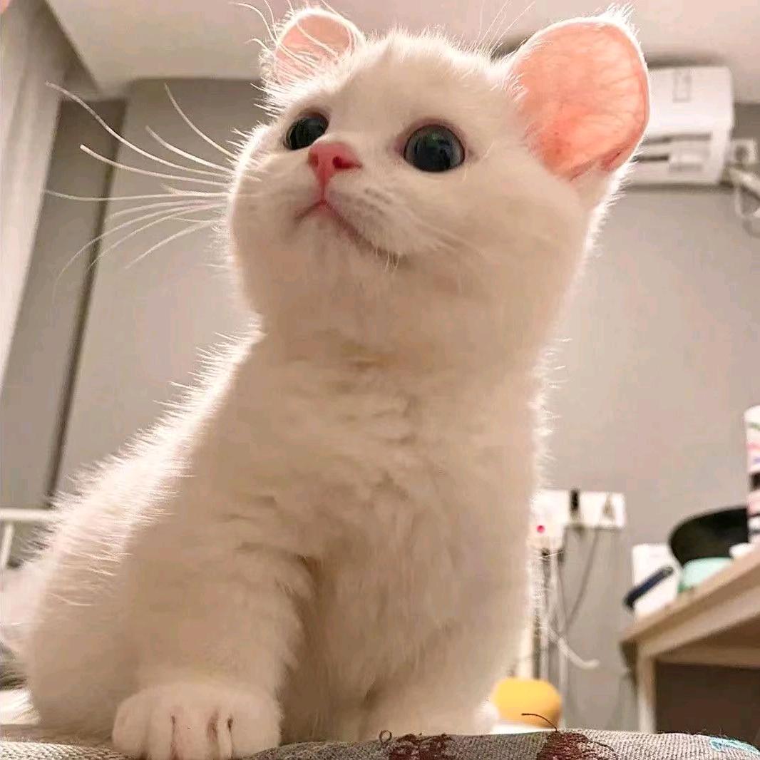 甜七七🐰