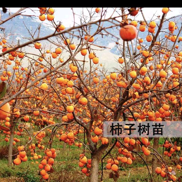 晓岩