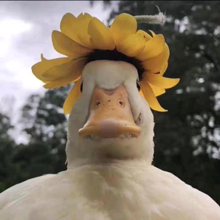 可炽灿