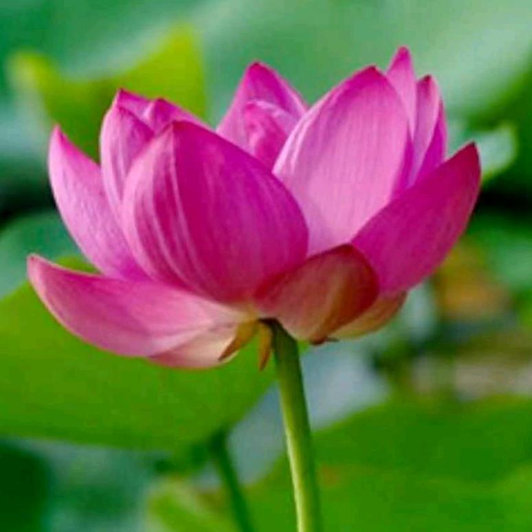 孙秀芳