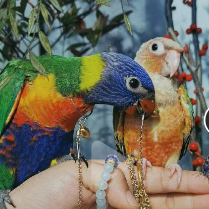 我是一只笼中鸟