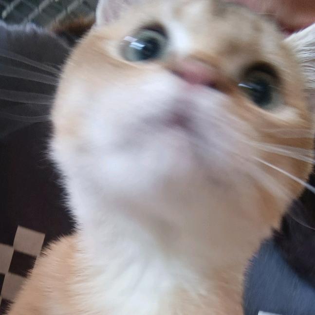 焦绿绿爱花猫