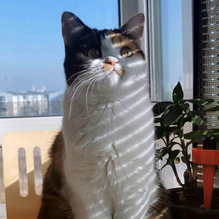 霸道总裁小喵总