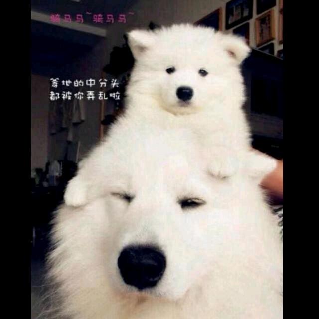兎爺