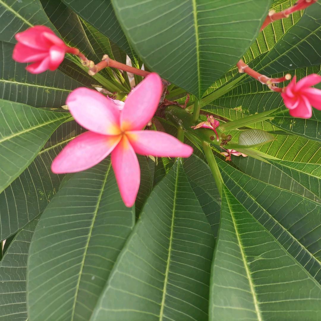 芳姐