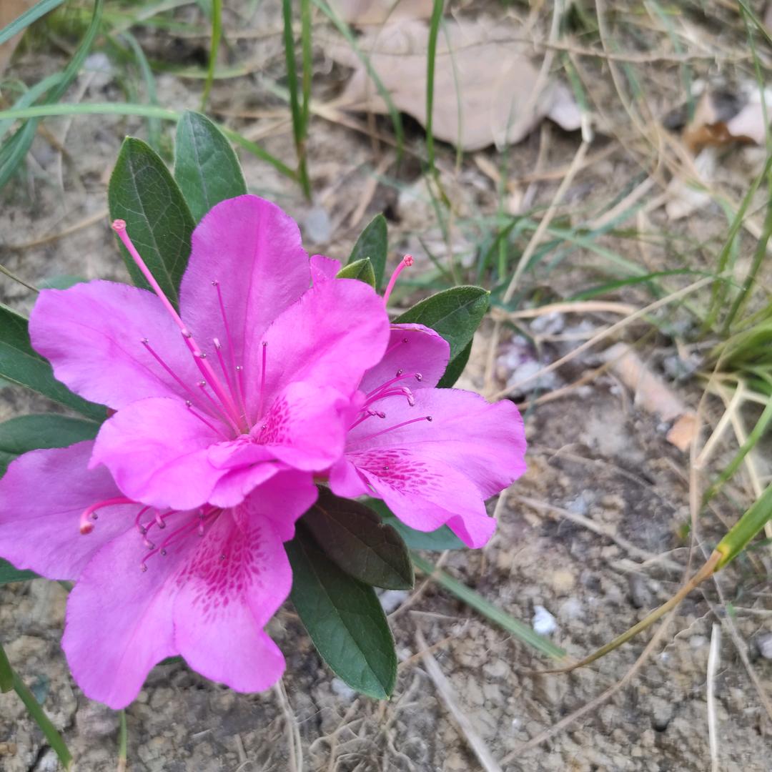 我爱春天的桃花