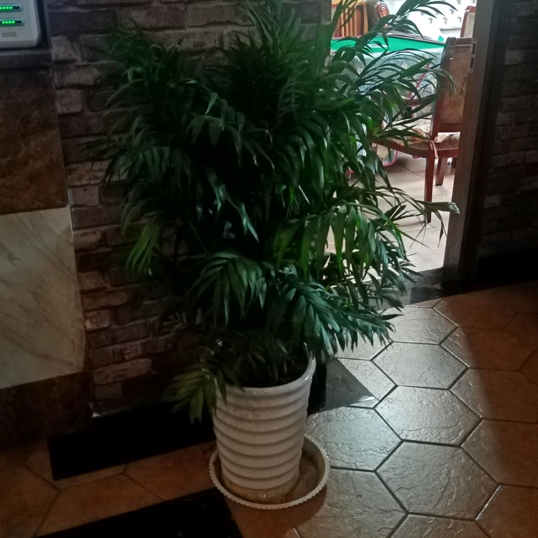 峥嵘岁月