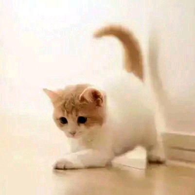 小猫咪的幸福时刻