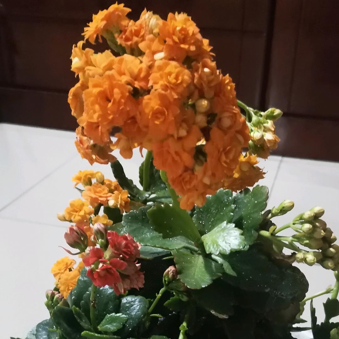 会