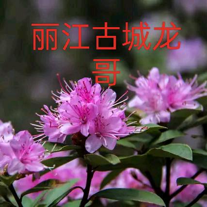 丽江古城龙哥