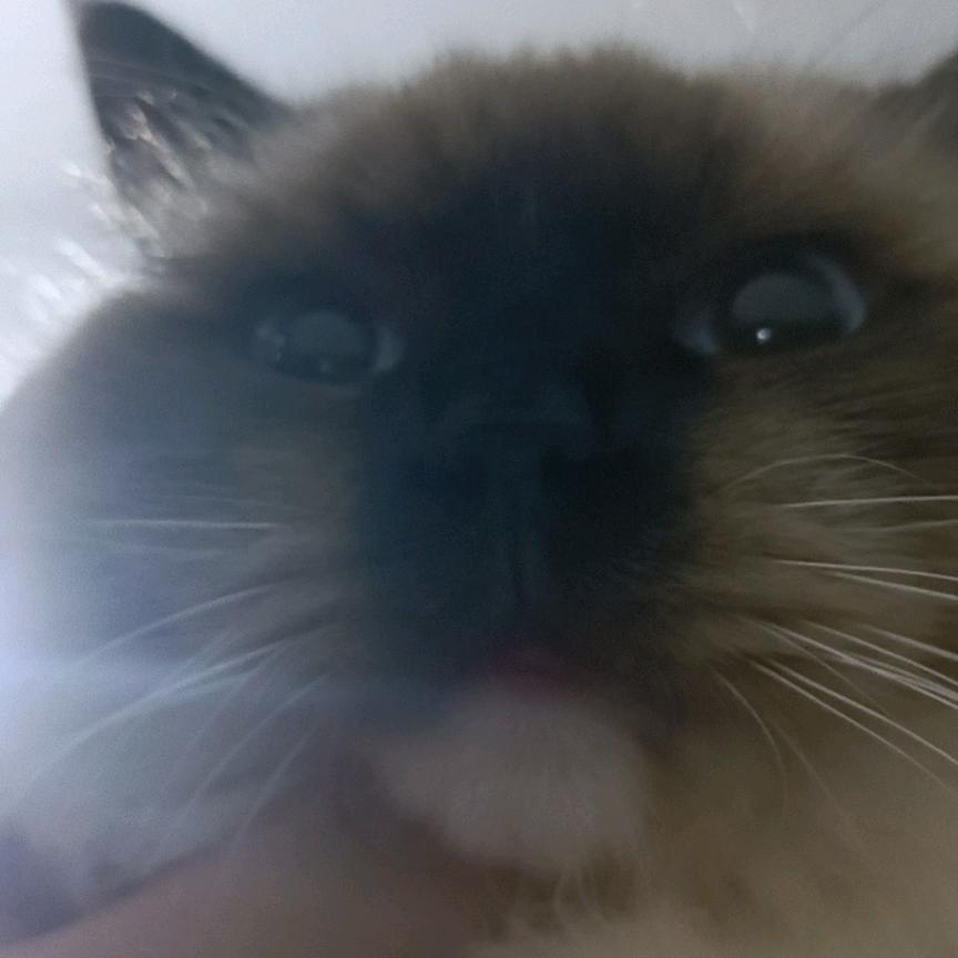 森夏