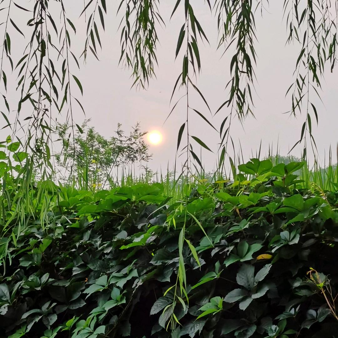 闲庭漫步头像