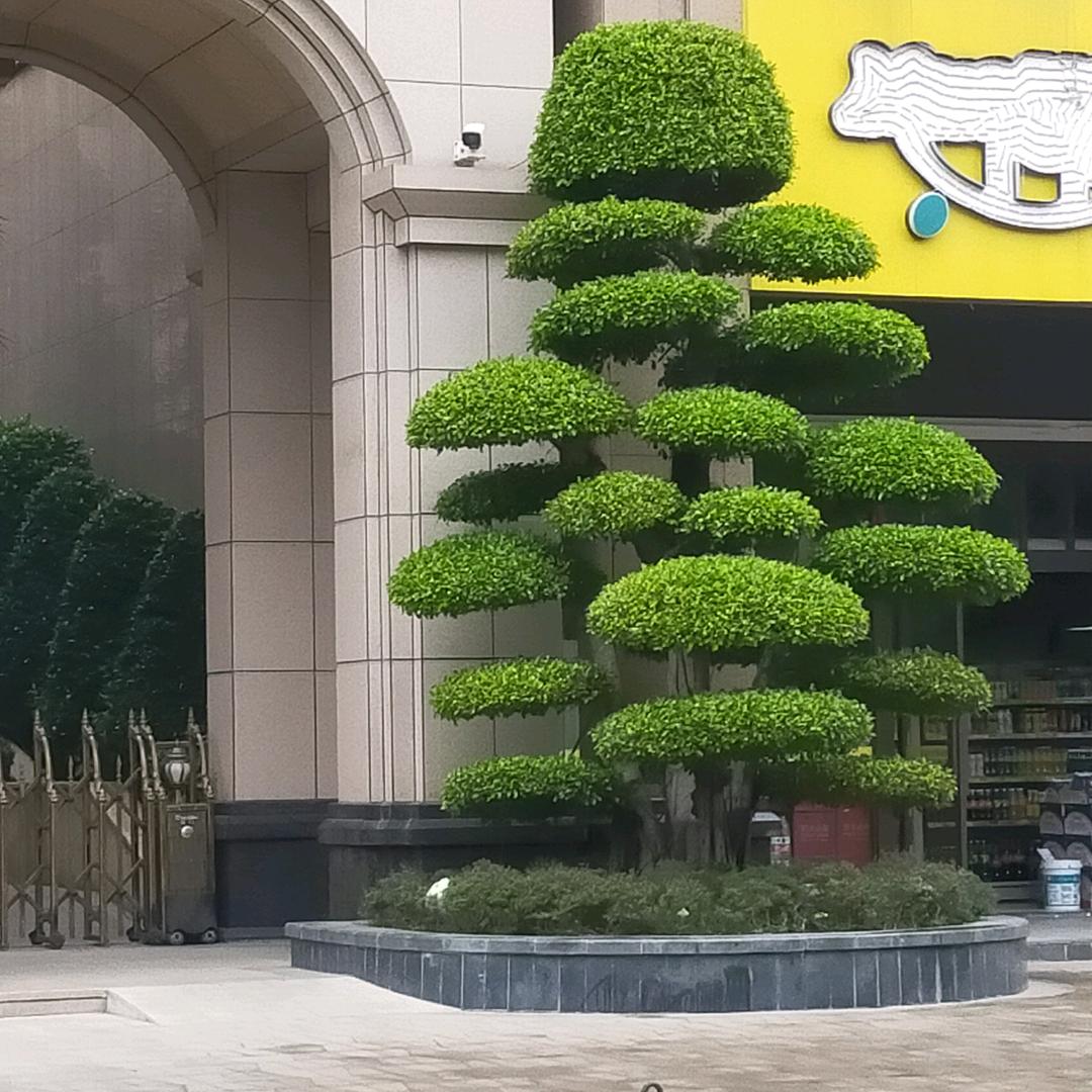 金色记忆