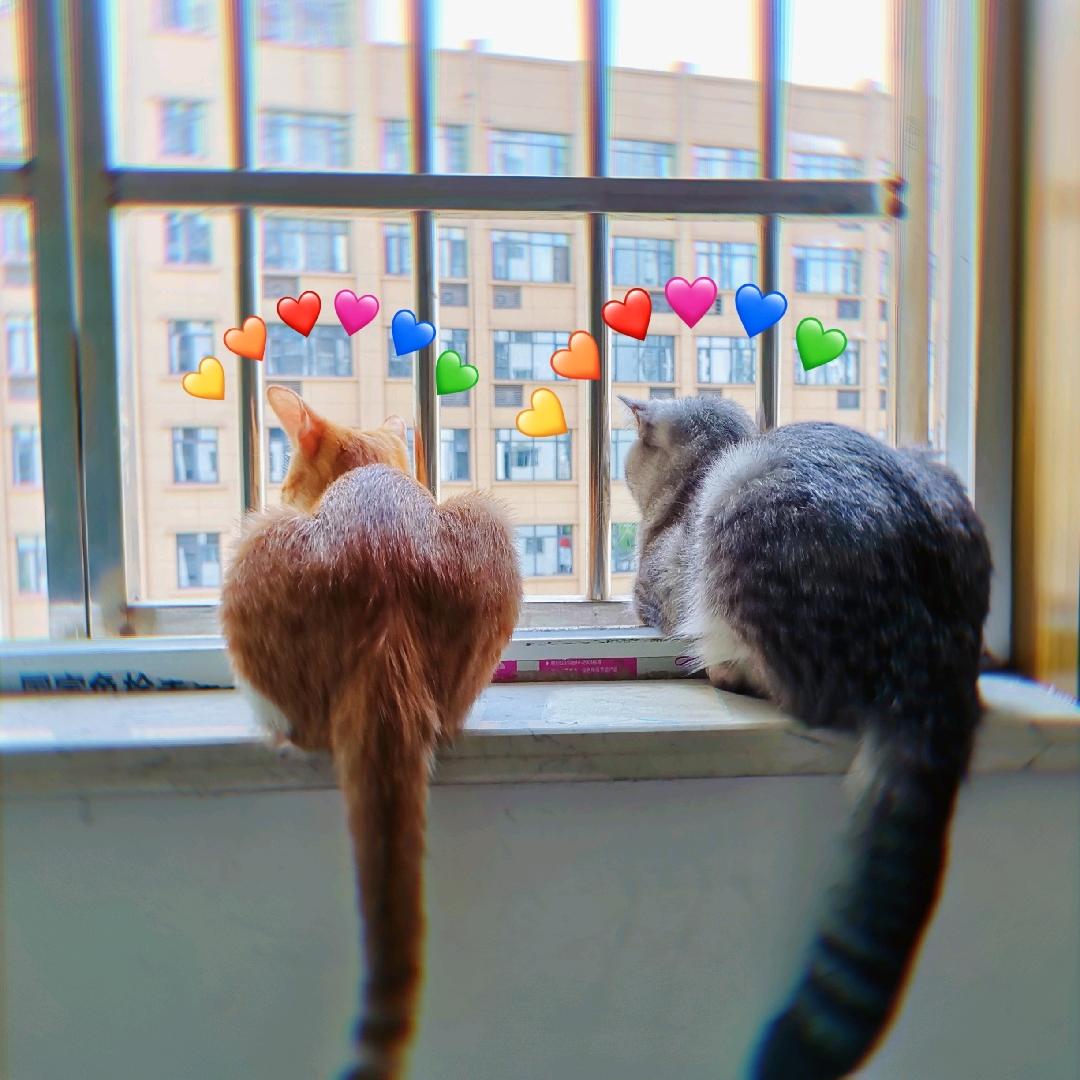 🐱🌈