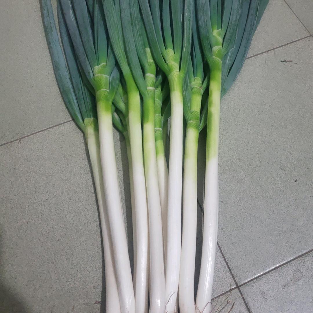 河南焦作大葱 河山