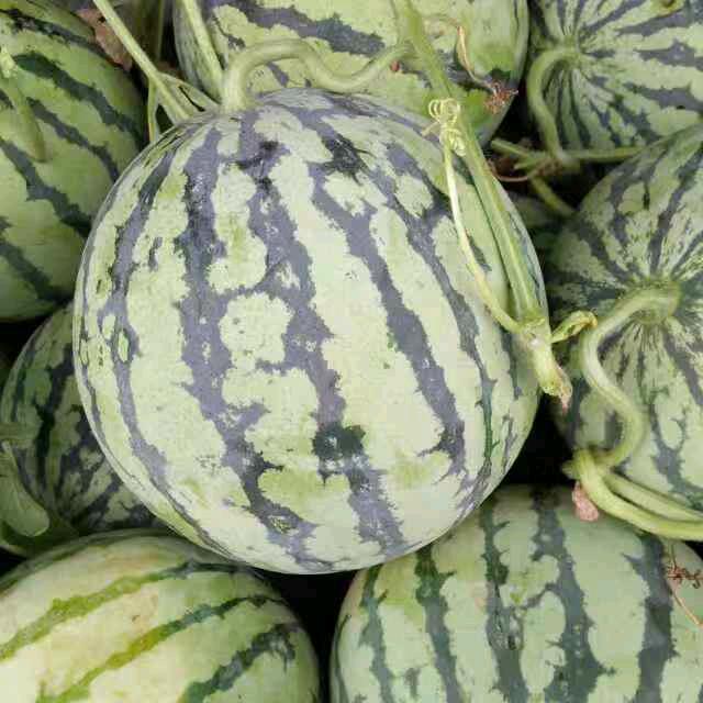 追风寻梦