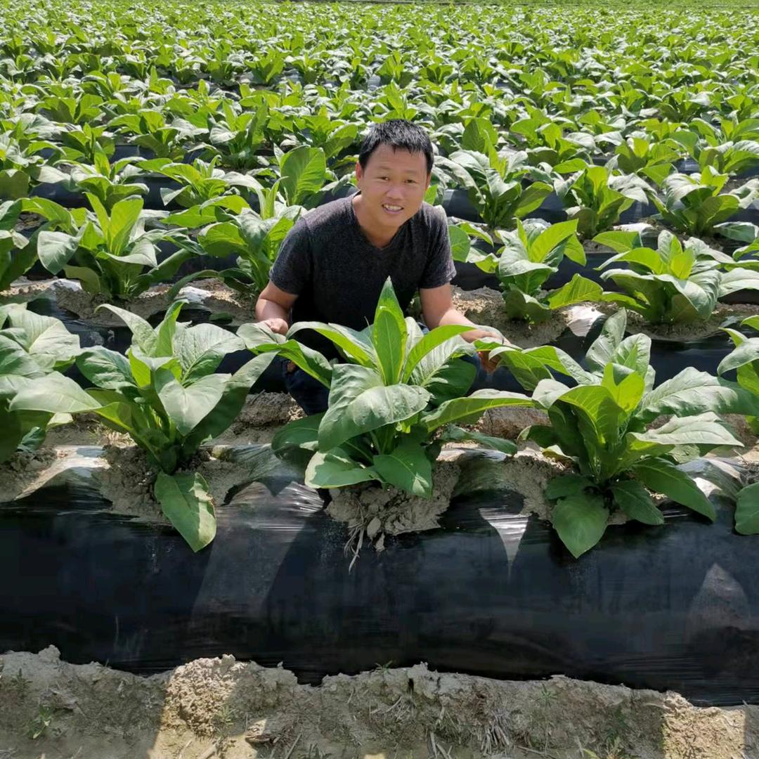 齐朵朵大红甲科长(烤烟)