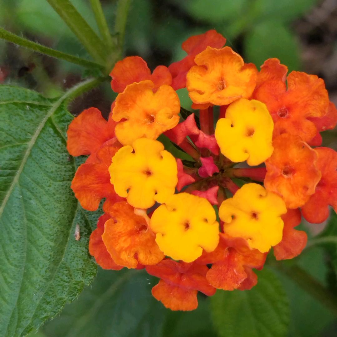 🌷🌷玉玉姐🌷🌷