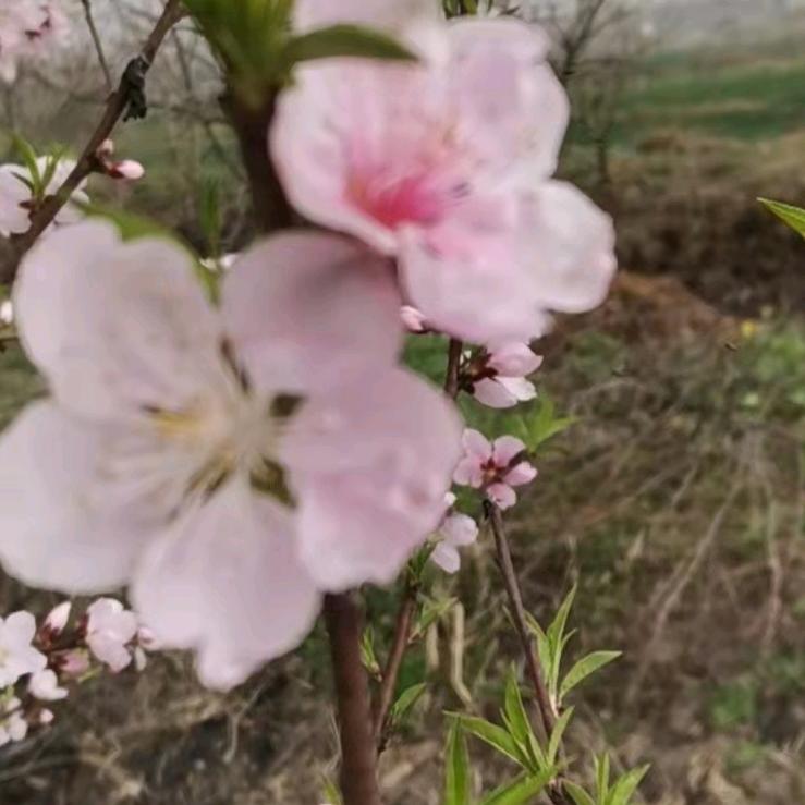 烛燃
