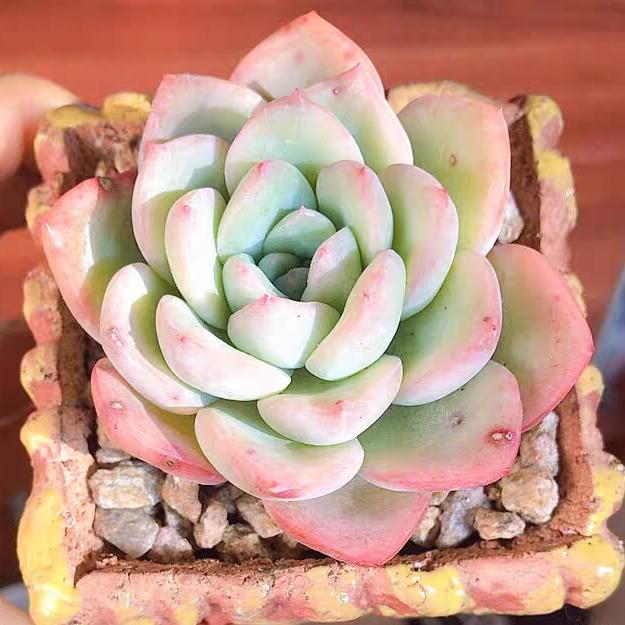 老璞优器鲜花旗舰店