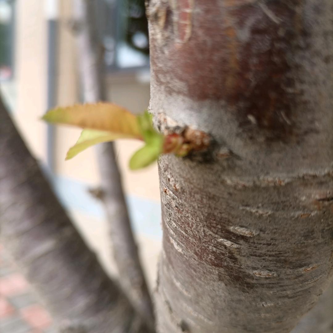 元元