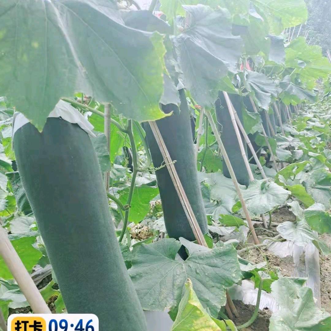 冬瓜南瓜徐振