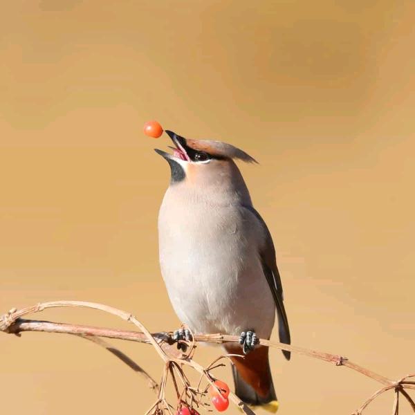 故李
