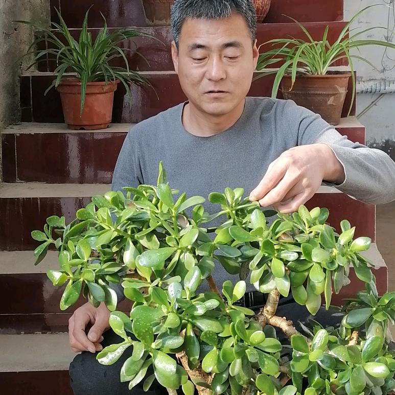 河北辛集张哥