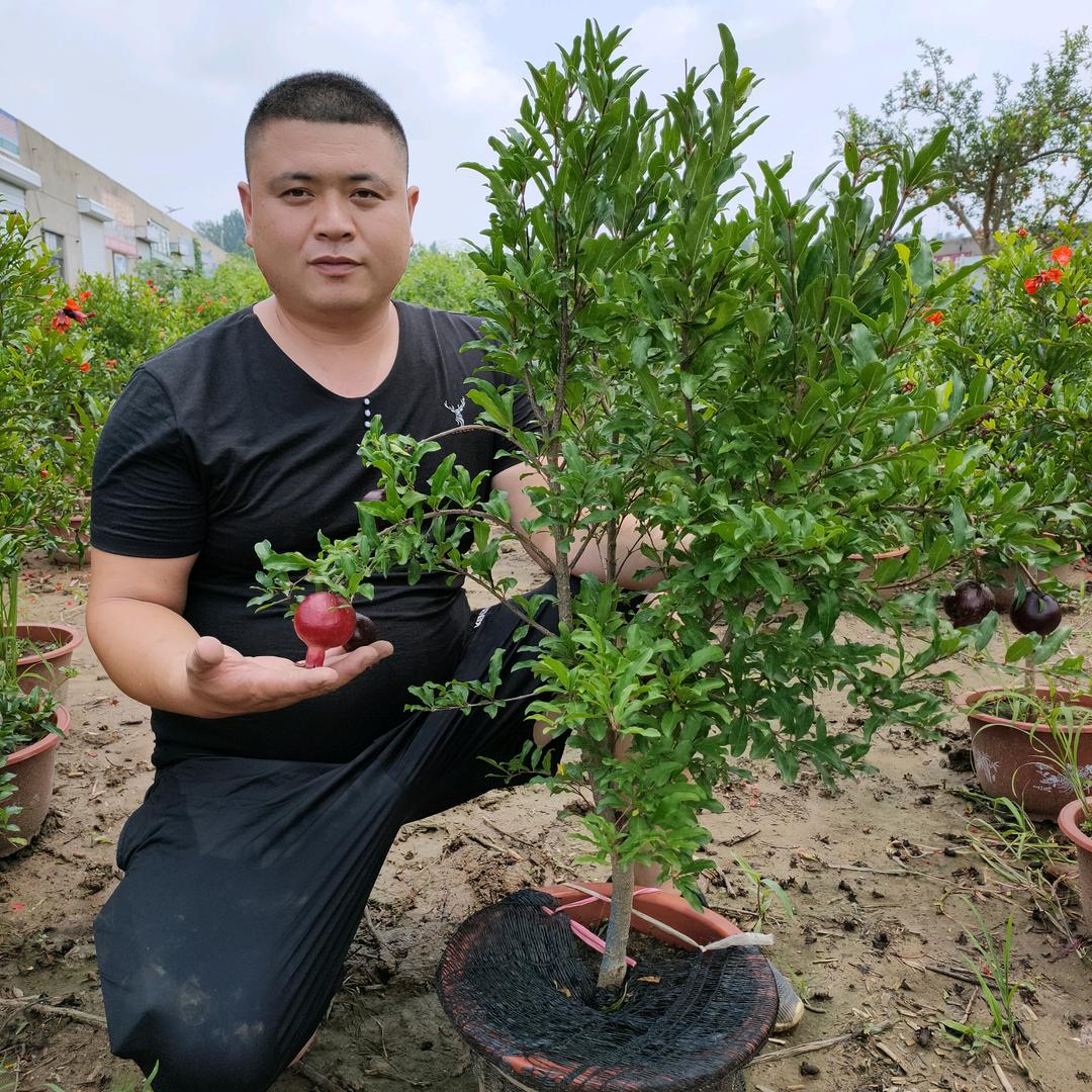 沂蒙果树苗基地