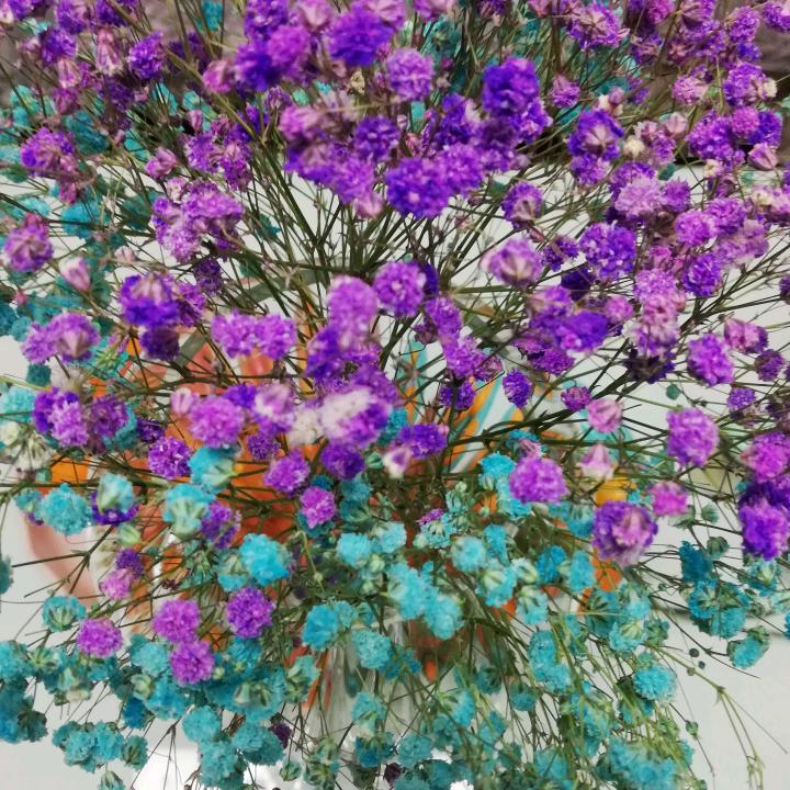 小月肖
