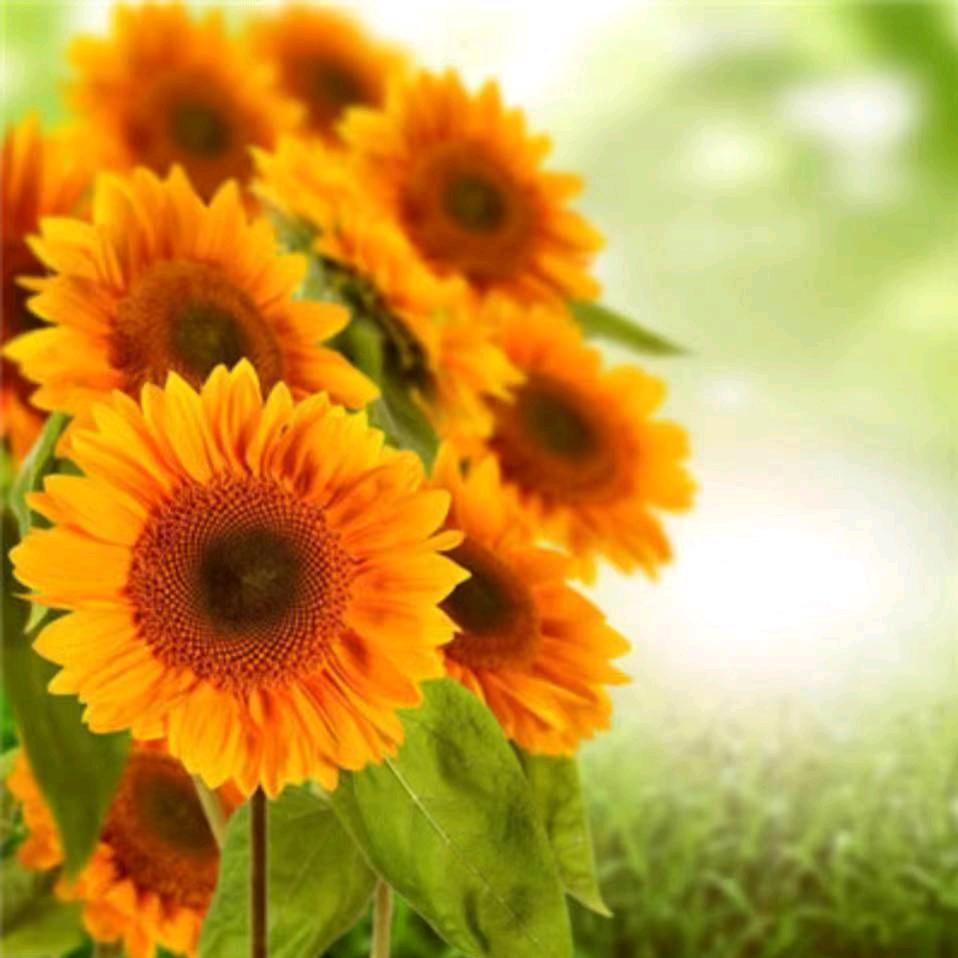 用户上善若水。拒绝私聊。