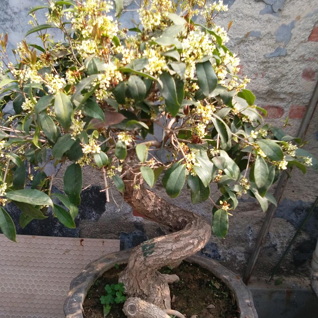 纯绿色金蝉