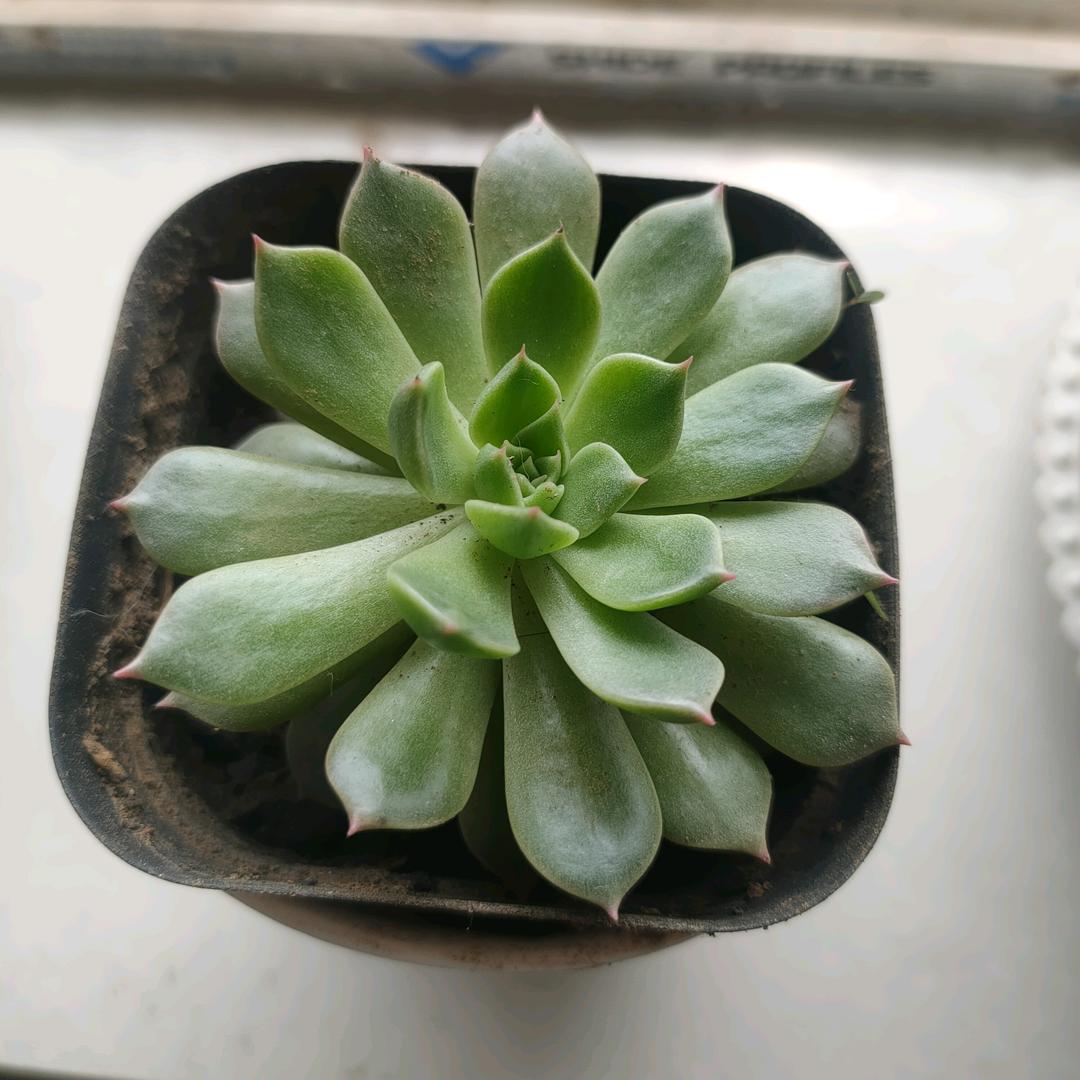 si醉si梦