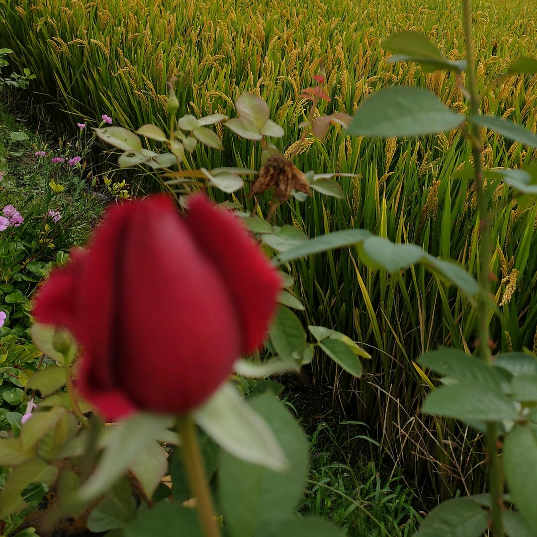 香子🌸᭄心想꧔ꦿᩚ是陈💕