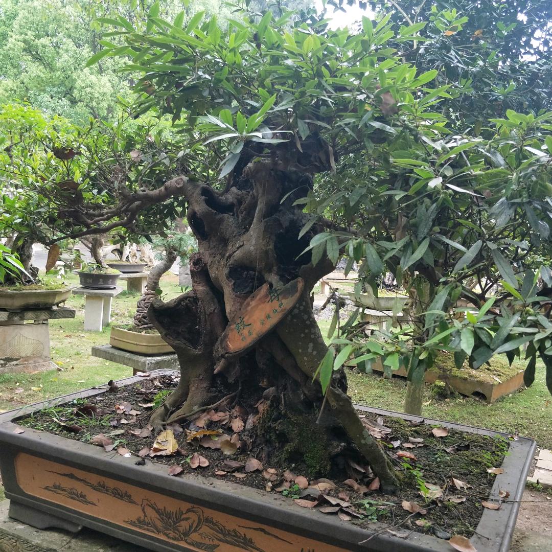 @醉乐团醉灏