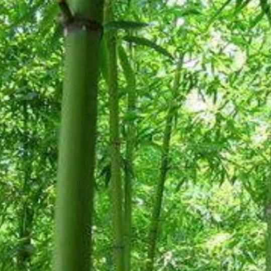 王文武