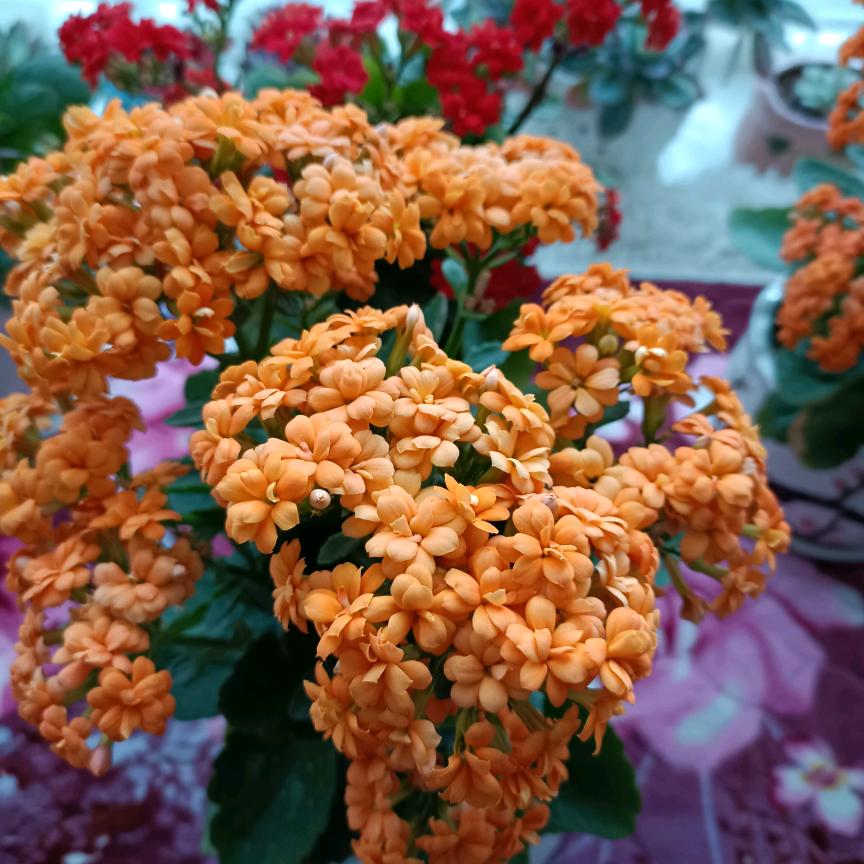 春华秋实🌹((❤️⥎❤️))🌹头像