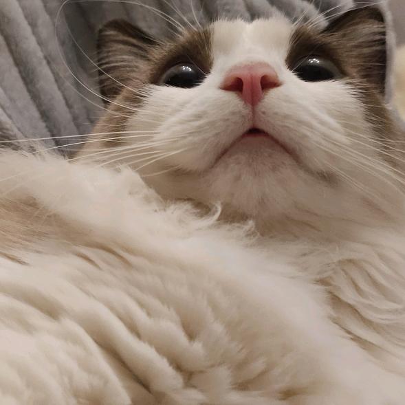 一只路过的小猴子（坚持写字版）