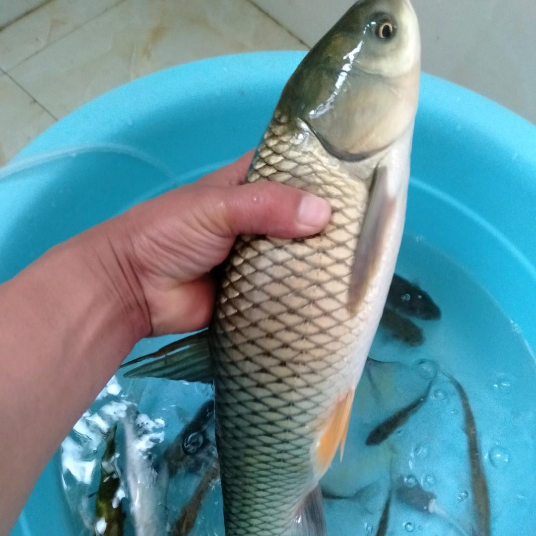 泗县陈哥（原小陈特色烧饼）