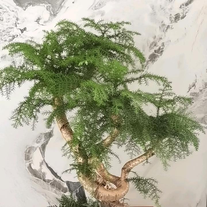 -芯蕊