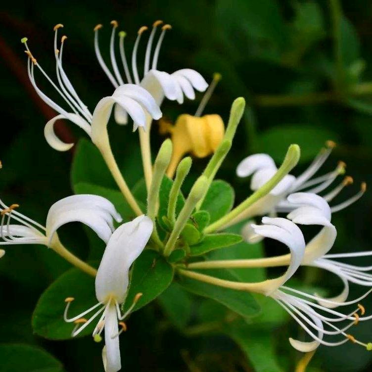 老翟家的金银花