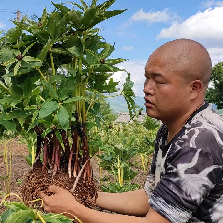 宁蒗县烂泥箐马氏滇重楼种植基地