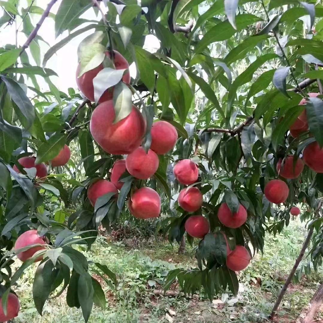 荣君(拒绝聊天)
