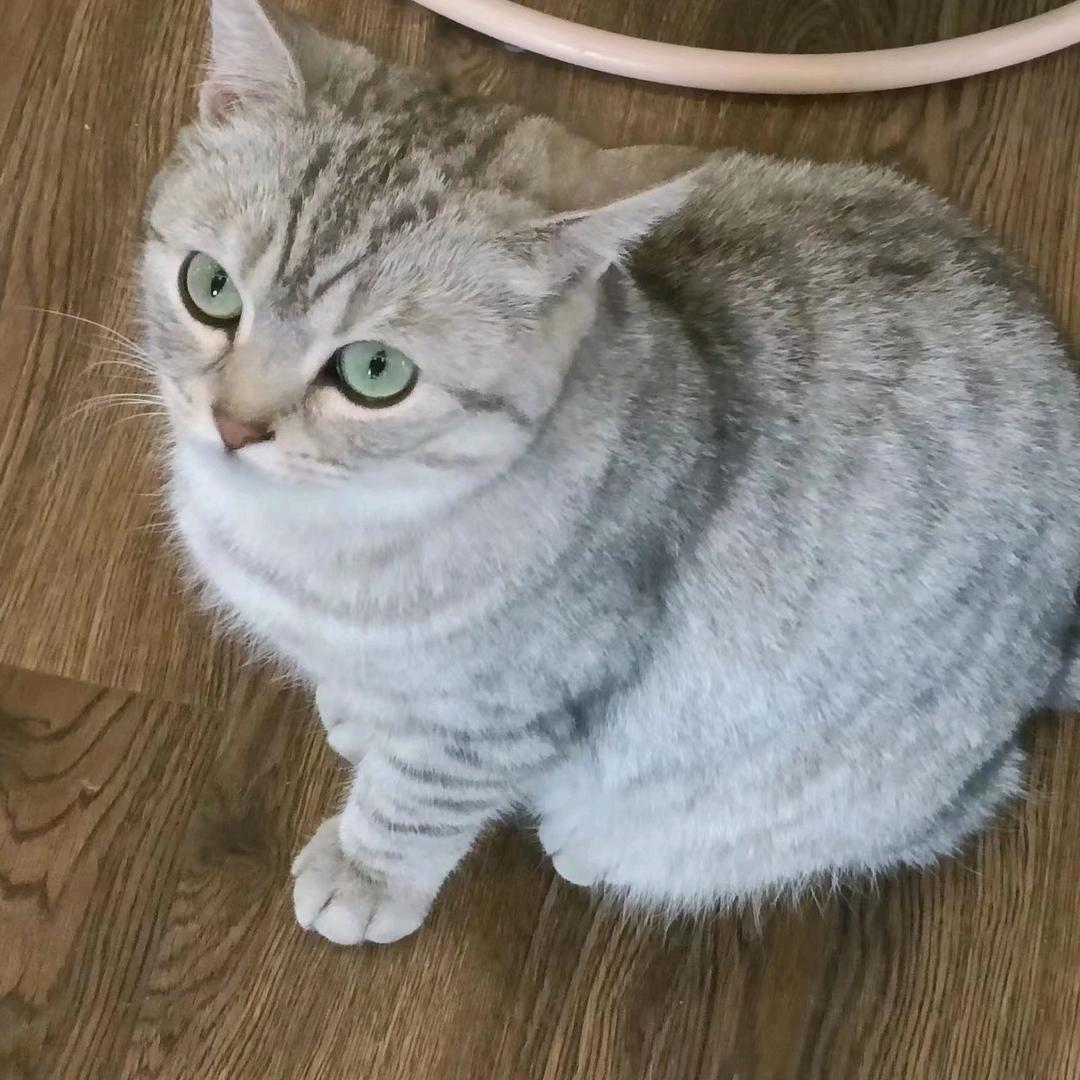 柒