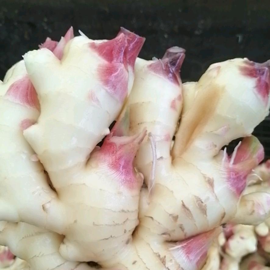 无限量收购各种井子姜，库姜