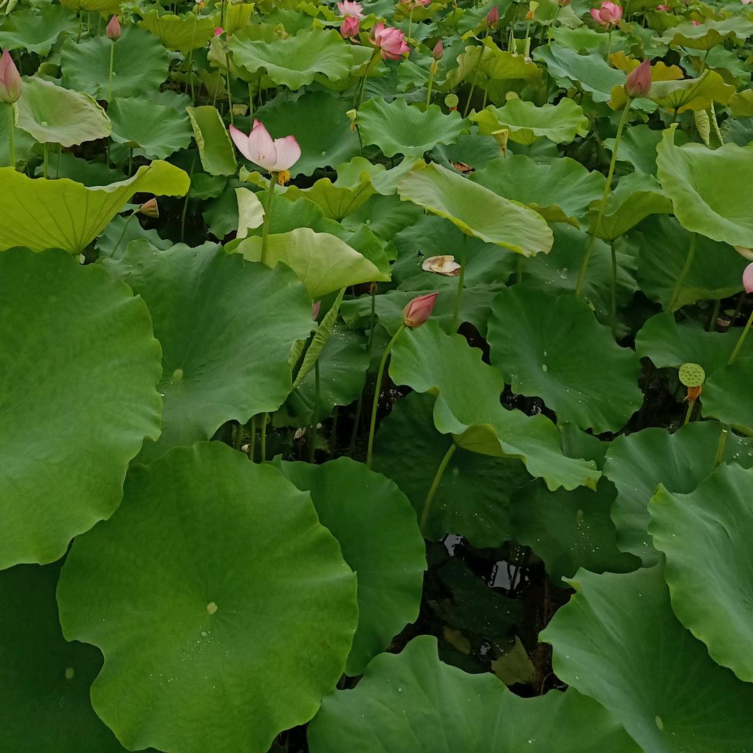 平凡人生
