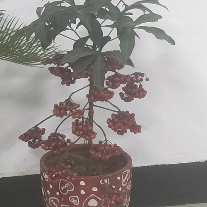 随缘