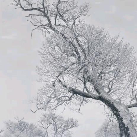 露