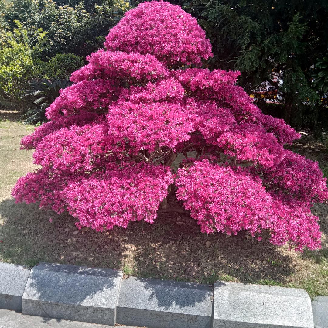 刘桂香